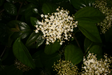 Viburnum japonicum RCP4-2012 167.JPG